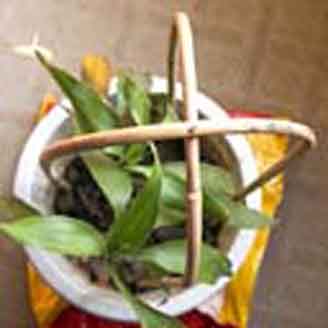 bamboo U trellis (double ...
